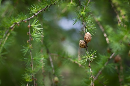 Relaxing larch greenery: closeup of European larch (Larix decidua) foliage with cones (selective focus)の写真素材