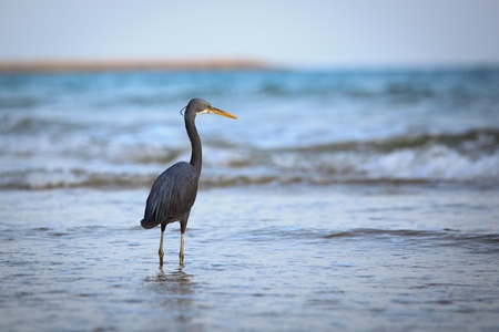 Western Reef Heron (Egretta gularis)の写真素材