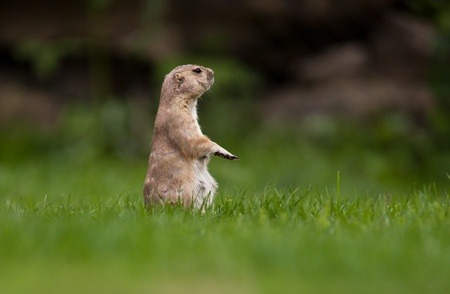 very cute black tailed prairie dog (Cynomys ludovicianus)の写真素材