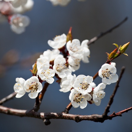 spring - blossoming tree against lovely blue skyの写真素材