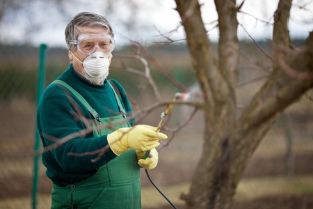 Using chemicals in the garden/orchard: gardener applying an insecticide/a fertilizer to his fruit shrubs, using a sprayerの写真素材