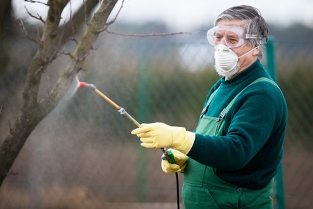 Using chemicals in the garden/orchard: gardener applying an insecticide/a fertilizer to his fruit shrubs, using a sprayerの写真素材