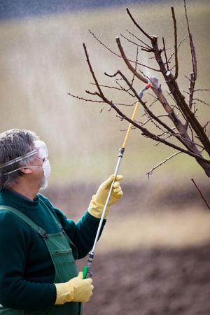 Using chemicals in the garden/orchard: gardener applying an insecticide/a fertilizer to his fruit shrubs, using a sprayerの写真素材