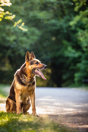 Beautiful German Shepherd Dog (Alsatian) outdoors, in warm evening lightの写真素材