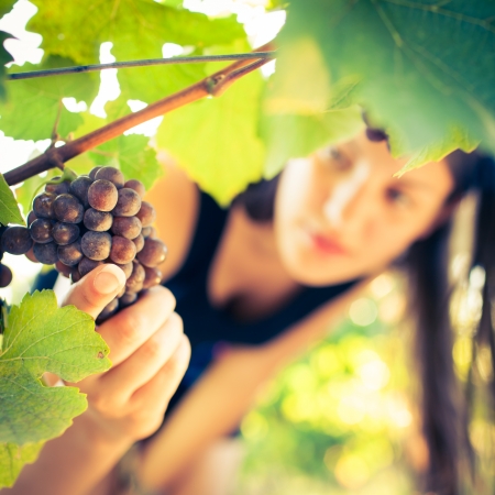 Grapes in a vineyard being checked by a female vintner の写真素材