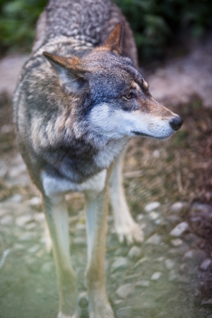 Gray/Eurasian wolf (Canis lupus)