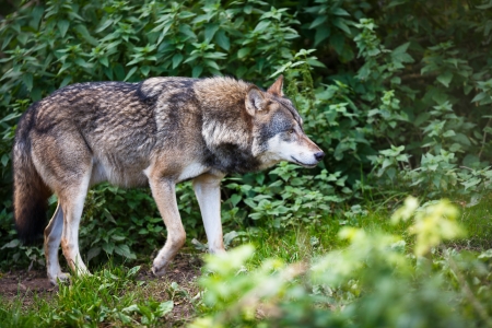 Gray/Eurasian wolf (Canis lupus)の写真素材