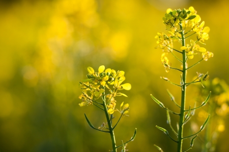 Colza (Brassica rapa)