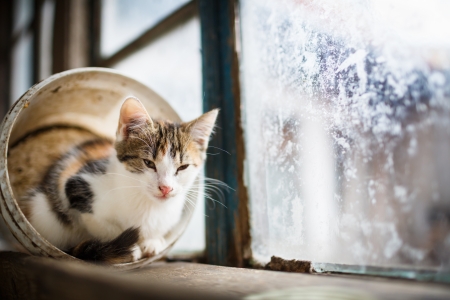 Cute kitty sitting on a windowの写真素材