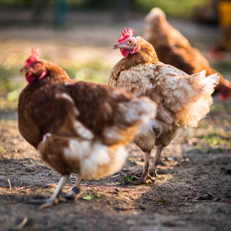Hen in a farmyard (Gallus gallus domesticus)の写真素材