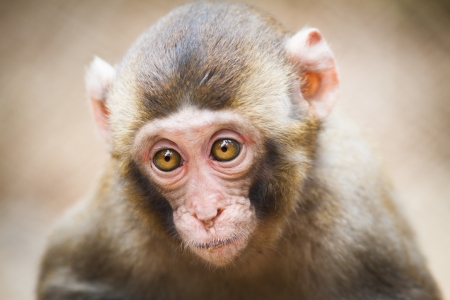 Closeup of a baby Japanese macaque (Macaca fuscata) Closeup of a baby Japanese macaque (Macaca fuscata)