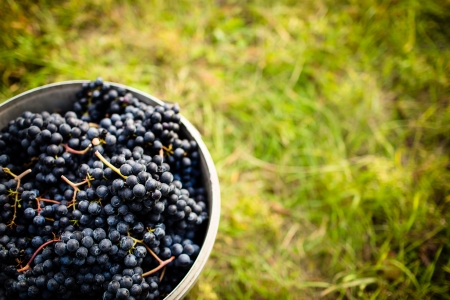 Freshly harvested red grapes in a pannier on a  vineyard  color toned image 