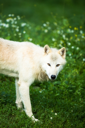 Arctic Wolf  Canis lupus arctos  aka Polar Wolf or White Wolf - Close-up portrait of this beautiful...