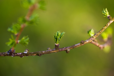 Relaxing larch greenery  closeup of European larch  Larix decidua  foliage with cones  selective focus の写真素材