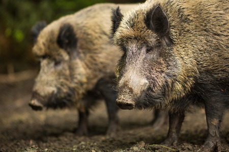 Wild boar (Sus scrofa)