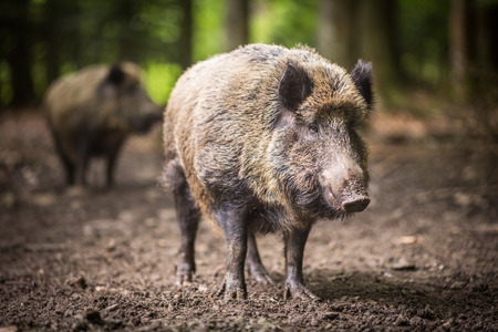 Wild boar (Sus scrofa)の写真素材