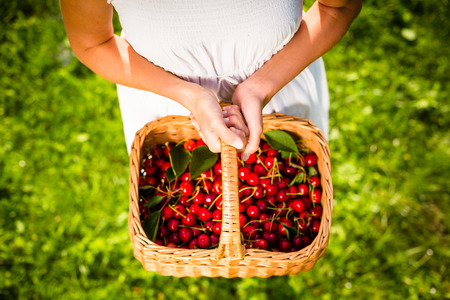 Beautiful young woman holding a basket filled with freshly picked cherriesの写真素材