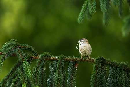 House Sparrow (Passer domesticus) in the process of building a nestの写真素材