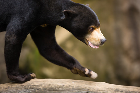 Sun Bear (Helarctos malayanus)の写真素材