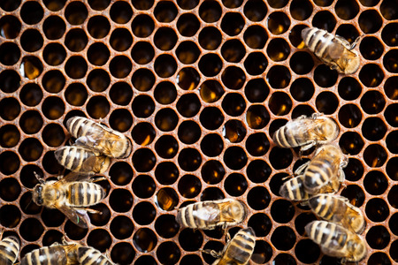 Macro shot of bees swarming on a honeycomb