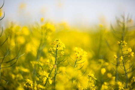 Colza (Brassica rapa)の写真素材