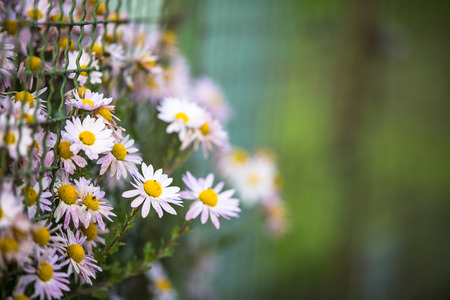 Lovely  daisyflowers with lush green backgroundの写真素材