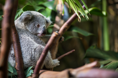 Koala on a tree with bush green backgroundの写真素材