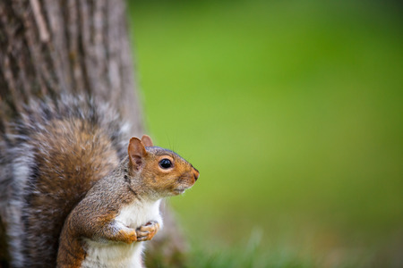 Eastern Grey Squirrel (Sciurus carolinensis)の写真素材