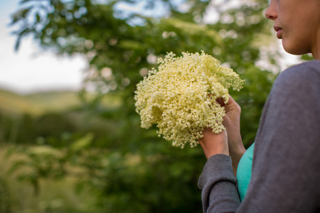 Young woman picking elderflower to make an infusion at homeの写真素材
