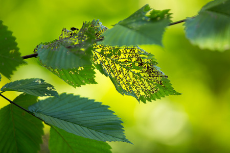 Green leafs eaten by insect, with smooth lush green backgroundの写真素材
