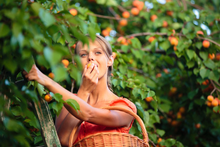 Pretty, young woman picking apricots lit by warm summer evening light (shallow DOF; color toned image)の写真素材