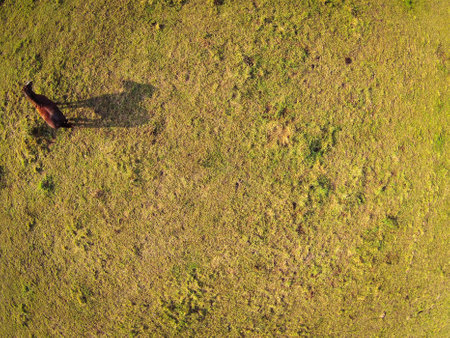 Aerial view over a pasture with a horse casting a shadowの写真素材