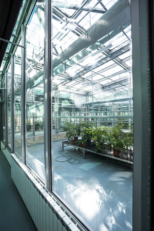 Greenhouse series - inside a greenhouseのeditorial素材