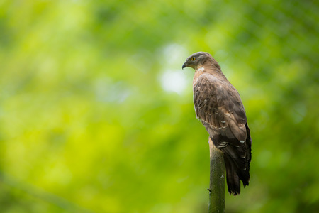 Majestic hawk perching on a dead tree against lush green background