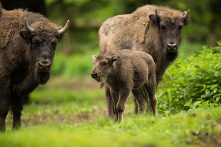 European bison (Bison bonasus)の写真素材