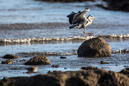 Western Reef Heron (Egretta gularis), image taken in Anstruther, Scotlandの写真素材