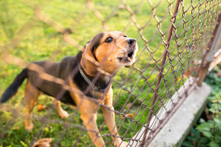 Cute guard dog behind fence, barking, checking you outの写真素材