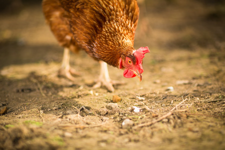 Hen in a farmyard (Gallus gallus domesticus)の写真素材