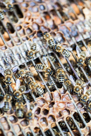 Macro shot of bees swarming on a honeycombの写真素材