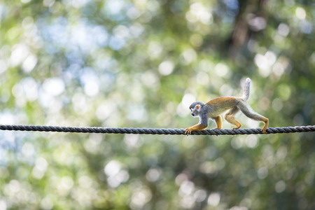 Common Squirrel Monkeyの写真素材