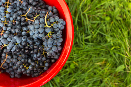 Freshly harvested red grapes in a pannier (color toned image)の写真素材