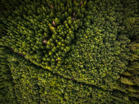 Aerial view of vast forests