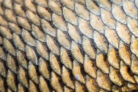 Carp fish scales grunge texture back groundの写真素材