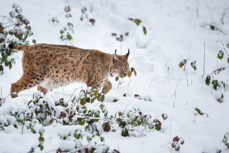 Eurasian Lynx (Lynx lynx) walking quietly in snowの写真素材