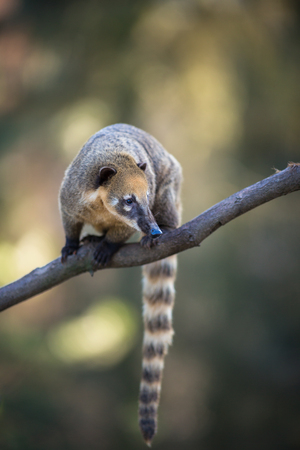 portrait of a very cute White-nosed Coati (Nasua narica) aka Pizote or Antoon. Diurnal, omnivore mammalの写真素材