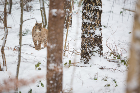 Eurasian Lynx (Lynx lynx) walking quietly in snowの写真素材