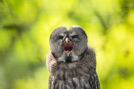 Close up of a Tawny Owl (Strix aluco) in woodsの写真素材