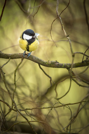 Tiny Blue tit on a feeder in a garden, hungry during winter (lat. Parus caeruleus)の写真素材