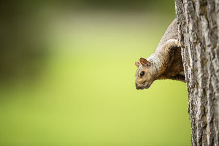 Eastern Grey Squirrel (Sciurus carolinensis)の写真素材
