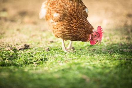 Hen in a farmyard (Gallus gallus domesticus)の写真素材